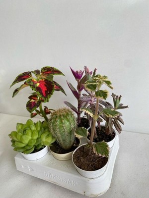 Rafta Gardenbox 4'lü Bitki Seti, Yaprak Güzeli, Sukulent, Telgraf, Kaktüs, Aşkın Göz Yaşı, Kokulu Benjamin