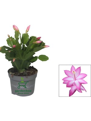 Rafta Nura Botanik Pembe Yılbaşı Çiçeği Saksılı, 10-15CM, Schlumbergera Truncata