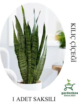 Rafta Nura Botanik Kılıç Çiçeği Salon Bitkisi, 1 Adet, Saksılı, 20-30CM, Yeşil