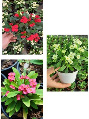 Rafta Nura Botanik Euphorbia Milli Dikenler Tacı Çiçeği Fidesi, 3 Adet, Beyaz Pembe Kırmızı, 15-30CM Saksılı
