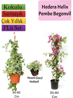 Rafta Nura Botanik Hedera Helix Sarmaşığı, Pembe Begonvil, Mezem Çiçeği Hediyeli, 3'lü Set