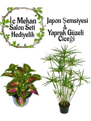 Rafta Gardenbox Japon Şemsiyesi 40-60CM Saksılı + Yaprak Güzeli Çiçeği Saksılı Salon Seti