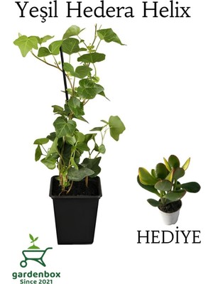 Rafta Nura Botanik Hedera Helix Duvar Sarmaşığı Saksılı 30-50 cm + Yeşim Para Çiçeği Hediye