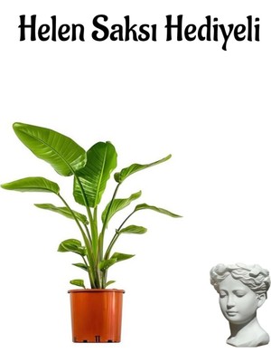 Rafta Nura Botanik Bakımlı Starliçe Cennet Çiçeği (Strelitzia) Bitkisi, Helen Saksı Hediyeli