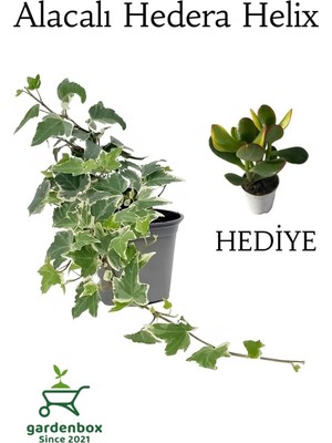 Rafta Nura Botanik Beyaz Alacalı Hedera Helix Sarmaşığı, Saksılı, 25-40 Cm, Yeşim Para Çiçeği Hediyeli