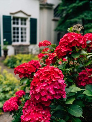 Rafta Nura Botanik Kırmızı Ortanca Çiçeği Fidanı, 40-60 Cm, Saksılı, Hydrangea