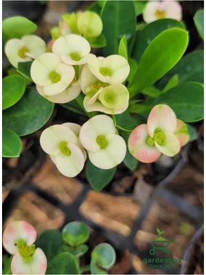 Rafta Nura Botanik White Euphorbia Milii Dikenler Tacı Çiçeği, Beyaz, 10-15 cm