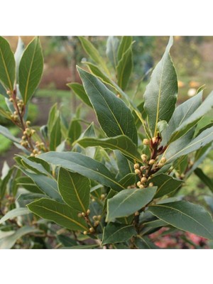 Rafta Nura Botanik Defne Fidanı, 1 Yaş, Laurus Nobilis