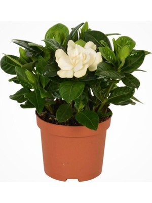 Rafta Gardenbox Gardenya Gardenia Jasmionides Ev Ofis Salon Bitkisi, 10-20 cm