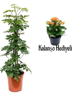 Rafta Gardenbox Yeşil Yaprak Şeflera Çiçeği 80-100 Cm, Turuncu Kalanşo Hediyeli, Iç Mekan Bitki, Saksılı