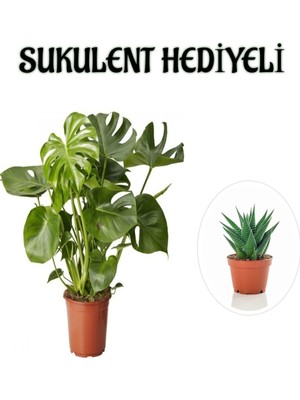 Rafta Nura Botanik Parlak Geniş Yapraklı Deve Tabanı Bitkisi, Sukulent Hediyeli