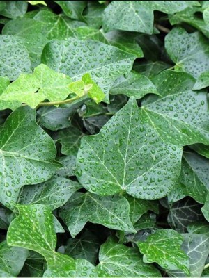 Rafta Nura Botanik Saksılı Canlı Sarmaşık, Hedera Helix, 40-60 Cm, Yeşil