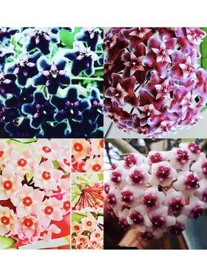 Rafta Gardenbox Hoya 4'lü Set, Kokulu Mum Çiçeği Bitkisi, Siyah Inci, Pubicalyx, Pink, Obavata, Dekoratif Saksıda