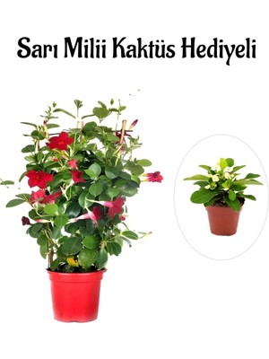Rafta Nura Botanik Kokulu Kırmızı Mandevilla Sarmaşığı, Sevgililer Gününe Özel, Sarı Milli Hediyeli