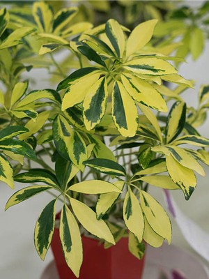 Rafta Nura Botanik Alacalı Şeflera Bitkisi, 100-120 Cm, Saksılı, Çok Renkli, Schefflera Arboricola