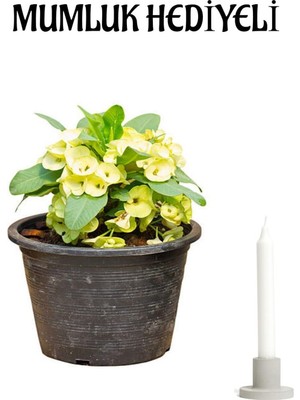 Rafta Gardenbox Sarı Renk Milli Dikenler Tacı Çiçeği, Mumluk Hediyeli, Iç Mekan Bitki