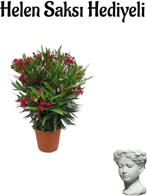 Rafta Serada Decor & Plant Kırmızı Bodur Zakkum Fidanı, Terracotta Saksı, Sevgililer Günü Hediyeli