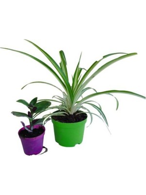 Rafta Nura Botanik 2'li Mini Set Telgraf + Kurdele Çiçeği (5-10 Cm) Iç/dış Mekan Bitkileri