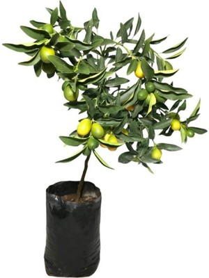 Rafta Serada Decor & Plant Kumkuat Fidanı, 2 Yaş, Meyveli, Tüplü, Iç Mekan Bitki