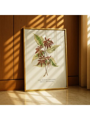 Ninastore Acer Palmatum Sanguineum Duvar Sanatı Vintage Akçaağaç Yaprağı Botanik Baskı Kırmızı Yaprak Illüstrasyonu Japon Akçaağacı Sanat Eseri Bitki Severler Için Hediye
