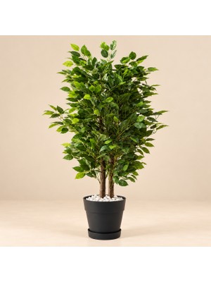 Erhan Flowers 100 cm Benjamin Plastik Saksıda