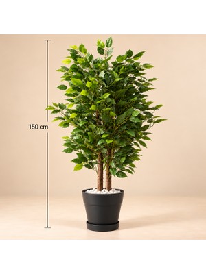Erhan Flowers 150 cm Benjamin Plastik Saksıda
