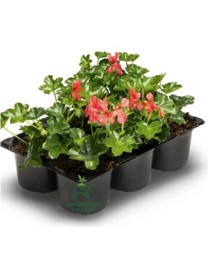 Die Grup Tr Pembe Renk Sakız Sardunya Fidesi 3 Adet Saksılı 10-25CM Pelargonium Peltatum