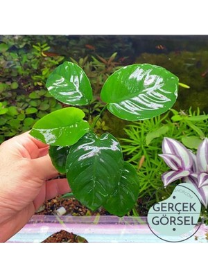 Die Grup Tr Anubias Broad Leaf 6-7 Yapraklı Canlı Bitki M