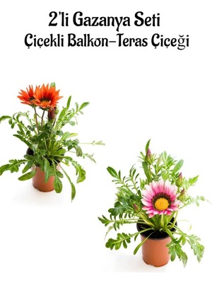 Die Grup Tr Kırmızı-Pembe Beyaz Gazanya Çiçeği 2 Adet Saksılı 10-20CM Balkon/teras Çiçeği, BTS0101NA1341