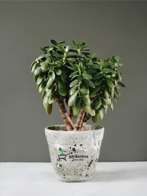 Die Grup Tr Crassula Ovata Para Çiçeği Dekoratif Canlı Iç Mekan Bitkisi, 15-25 Cm, Yeşil