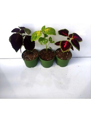 Die Grup Tr Rengarenk Yaprak Güzeli Seti 3 Adet Saksılı (10-15CM) Salon Balkon Çiçeği, BTS060624NA74