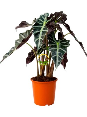 Die Grup Tr Fil Kulağı Bitkisi Alocasia Amazonica Polly 30-40 cm