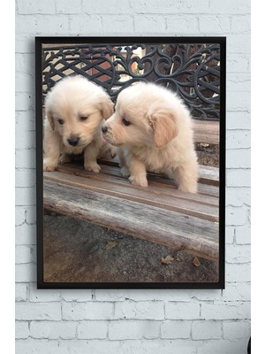 Zemira Postermanya (PSTER11128) Retriever Hayvan Çerçeveli Tablo 2 (40X50CM)