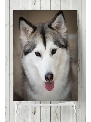 Zemira Postermanya (PSTER4958) Husky Hayvan Posteri (80X115CM)