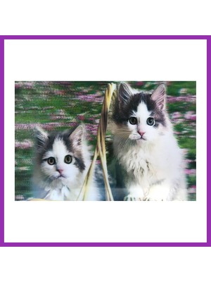 Salmore 3 Boyutlu Resim Sevimli Kediler Ikili Kedi Resmi Tablosu 40X60 cm Bty