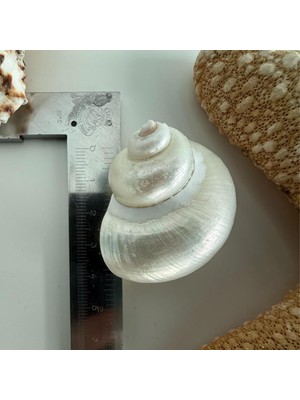 Tr Doğal Deniz Kabuğu, Parlatılmış Sedef Turbo, 3-4 Cm, Dekoratif