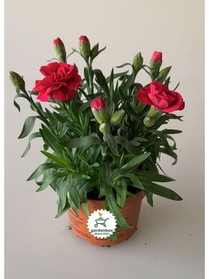 Nura Botanik Mis Kokulu Kırmızı Bodur Karanfil, Saksılı, 15-25CM, Red Dianthus