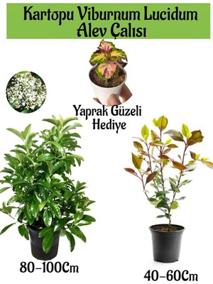 Kartopu Viburnum Lucidum 1 Adet+Alev Çalısı 1 Adet+Yaprak Güzeli Hediye Bahçe Bitkisi, BTS1852024NA06