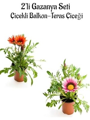 Bomii Kırmızı-Pembe Beyaz Gazanya Çiçeği 2 Adet Saksılı 10-20 cm Balkon/teras Çiçeği, BTS0101NA1341