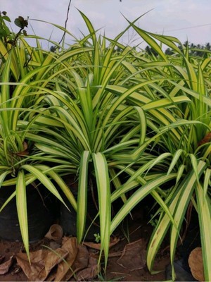 Nura Botanik Kurdele Çiçeği (Chlorophytum), Yeşil