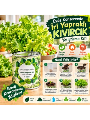 Akıllı Bayi Konserve Bahçem Evde Konservede Iri Yapraklı Kıvırcık Yetiştirme Kiti