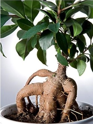 Videolu Ginseng Bonsai 1 Adet Saksılı 40-60 cm Iç Mekan Salon Ofis Bitkisi (Ficus Microcarpa)