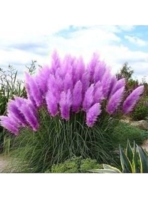 Velora 50 Adet Daisy Garden Purple Pampas Tohumu, Bahçe Için Uygun
