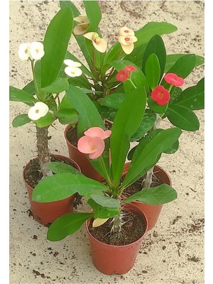 Velora Nura Botanik Dikenler Tacı (Euphorbia), 15-25 Cm, Saksılı, 4 Adet Farklı Renk