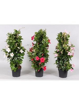 Velora Nura Botanik Mandevilla Sarmaşığı 3'lü Set, 40-60 cm