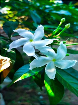 Velora Videolu Şahane Kokulu 1 Adet Beyaz Ful Yasemin Fidanı 60-120CM Saksılı (White Jasmine)