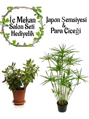 Velora Nura Botanik Japon Şemsiyesi 40-60 cm Saksılı + Para Çiçeği Bitkisi Saksılı, Set