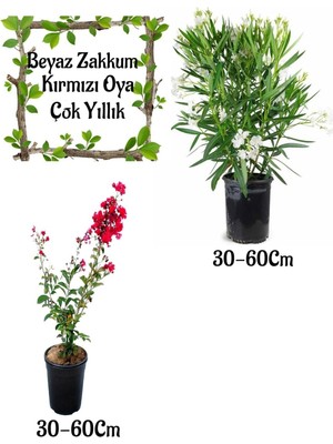 Velora Nura Botanik Beyaz Zakkum Çiçeği, Kırmızı Oya Ağacı Saksılı Bahçe Seti, 30-60 cm