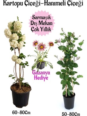 Velora Kampanyalı Kartopu Çiçeği 1 Adet Hanımeli Çiçeği 1 Adet Kırmızı Gazanya Hediye Bahçe Seti