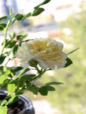 Velora Videolu Aşılı Yediveren Kokulu Krem Gül Fidanı 10-15 cm Saksılı (Cream Rose Sapling)
